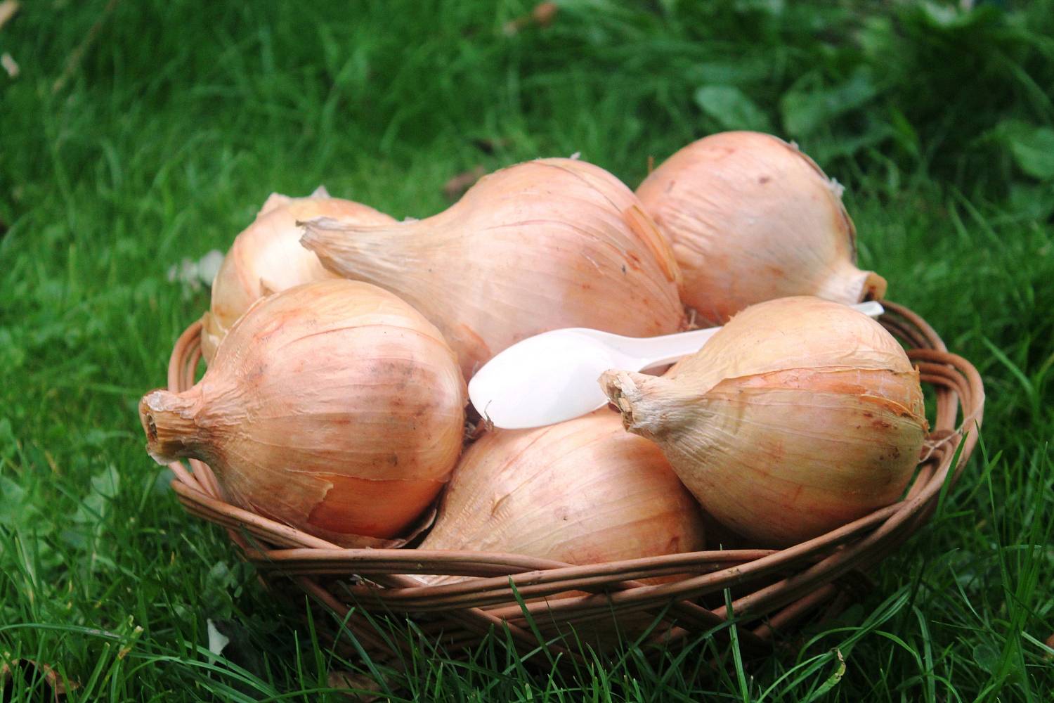 лук репчатый сладкий Эксибишен